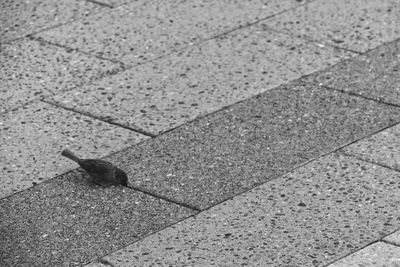 High angle view of bird perching on shadow