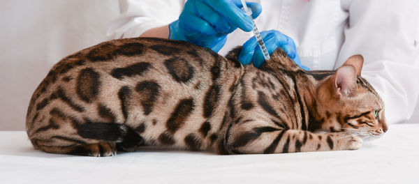 Close-up of cat relaxing on bed