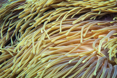 Full frame shot of coral in sea