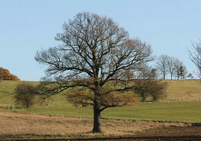 Bare trees on field against clear sky