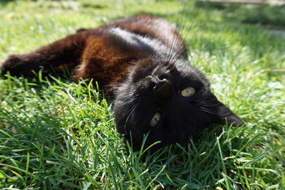 Portrait of black cat lying on grass