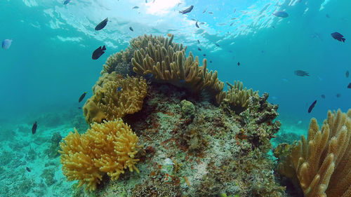 underwater