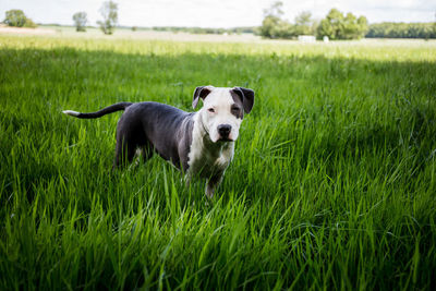 View of a dog on field