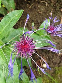 Close-up of purple flowers