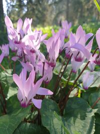 Close-up of pink flowering plants