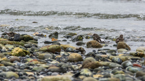 View of pebbles on beach