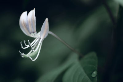 Close-up of white flowering plant