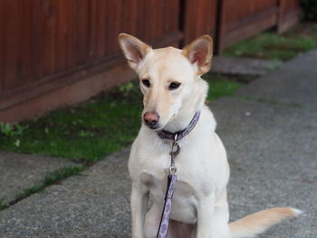 Portrait of dog looking away