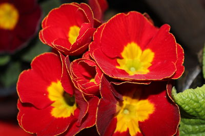 Close-up of red flowering plant