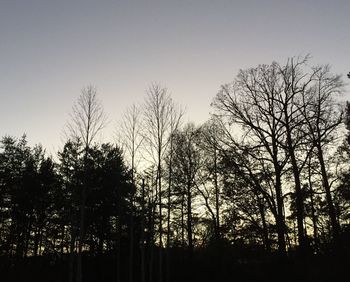 Bare trees against clear sky