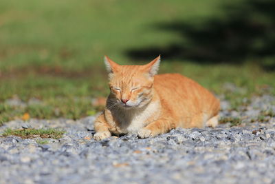 Cat lying on footpath