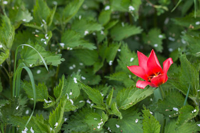 Close-up of red flower blooming outdoors