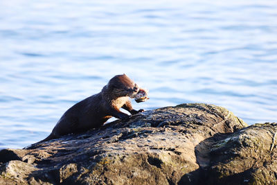 Squirrel on rock by sea