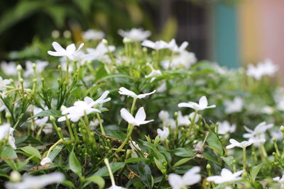 Close-up of white flowering plants