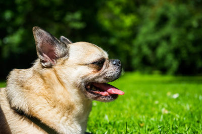 Close-up of dog looking away on field