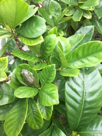 Close-up of green leaves