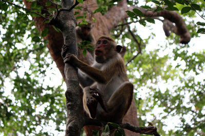 Low angle view of monkey sitting on tree in forest