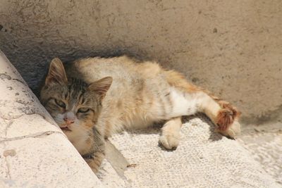 Portrait of cat lying down