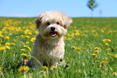 Dog looking away on field