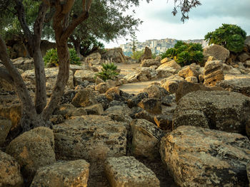 Rocks and trees on rock against sky