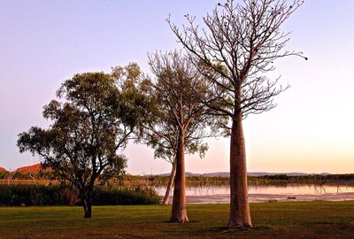 Bare trees on field against clear sky