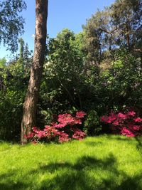 View of flower trees in garden