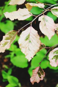 Close-up of autumnal leaves