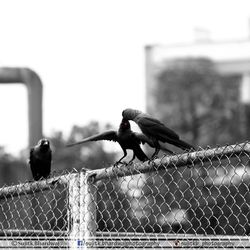 Close-up of bird perching outdoors