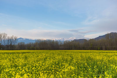 Scenic view of oilseed rape field against sky