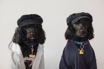 Portrait of dogs against white background