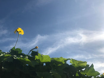 Low angle view of sunflower against sky