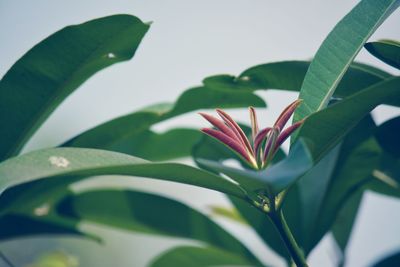 Close-up of flowering plant