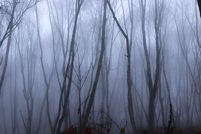 View of trees in forest