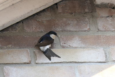 Close-up of bird perching on wall