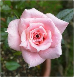 Close-up of pink rose