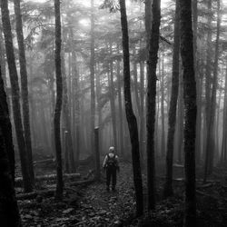 Trees in forest