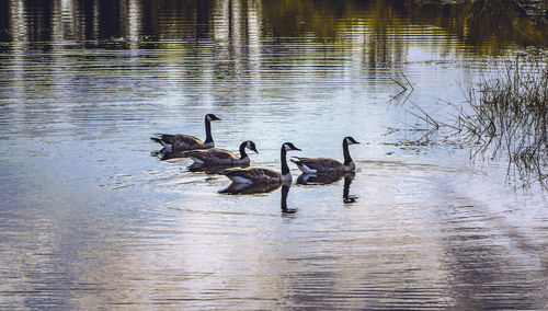 Swans swimming in lake