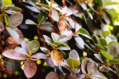 Close-up of fresh green leaves