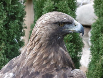 Close-up of eagle