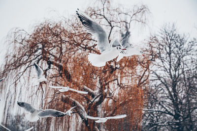 Seagull flying over snow covered bare tree