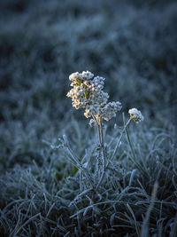 Close-up of wilted flower on field