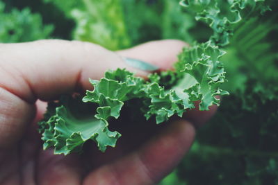 Cropped image of hand holding kale