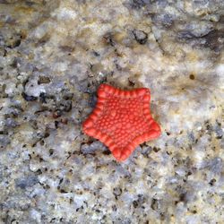 High angle view of red maple leaf on sand