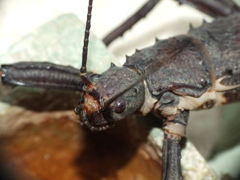 Close-up of insect