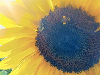 Close-up of yellow flower