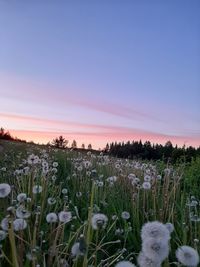 Scenic view of flowering field against sky during sunset