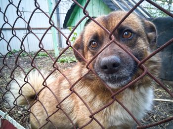 Close-up portrait of dog seen through chainlink fence