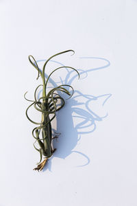 Tillandsia plant on a white background.