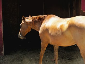 Side view of horse standing outdoors