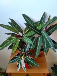 High angle view of leaves on table against wall